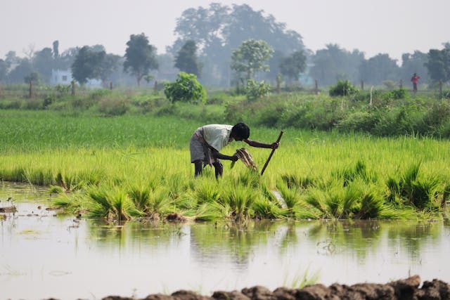 Sowing Prosperity: Odisha’s Budget Push to Strengthen Food Security and Empower Farmers