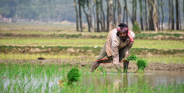 Government Pushes Crop Diversification, MSP Procurement and Faster Insurance to Strengthen Farmers&rsquo; Incomes