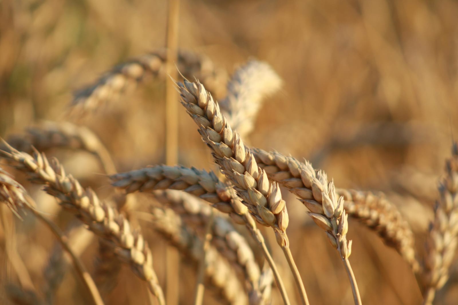 From Food Security to Food Power: How India Is Emerging as a Global Agricultural Stabilizer