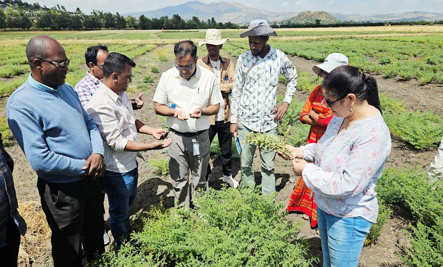 Plant Health for Food Security: ICRISAT&rsquo;s Integrated Approach to Grain Legume Disease Management