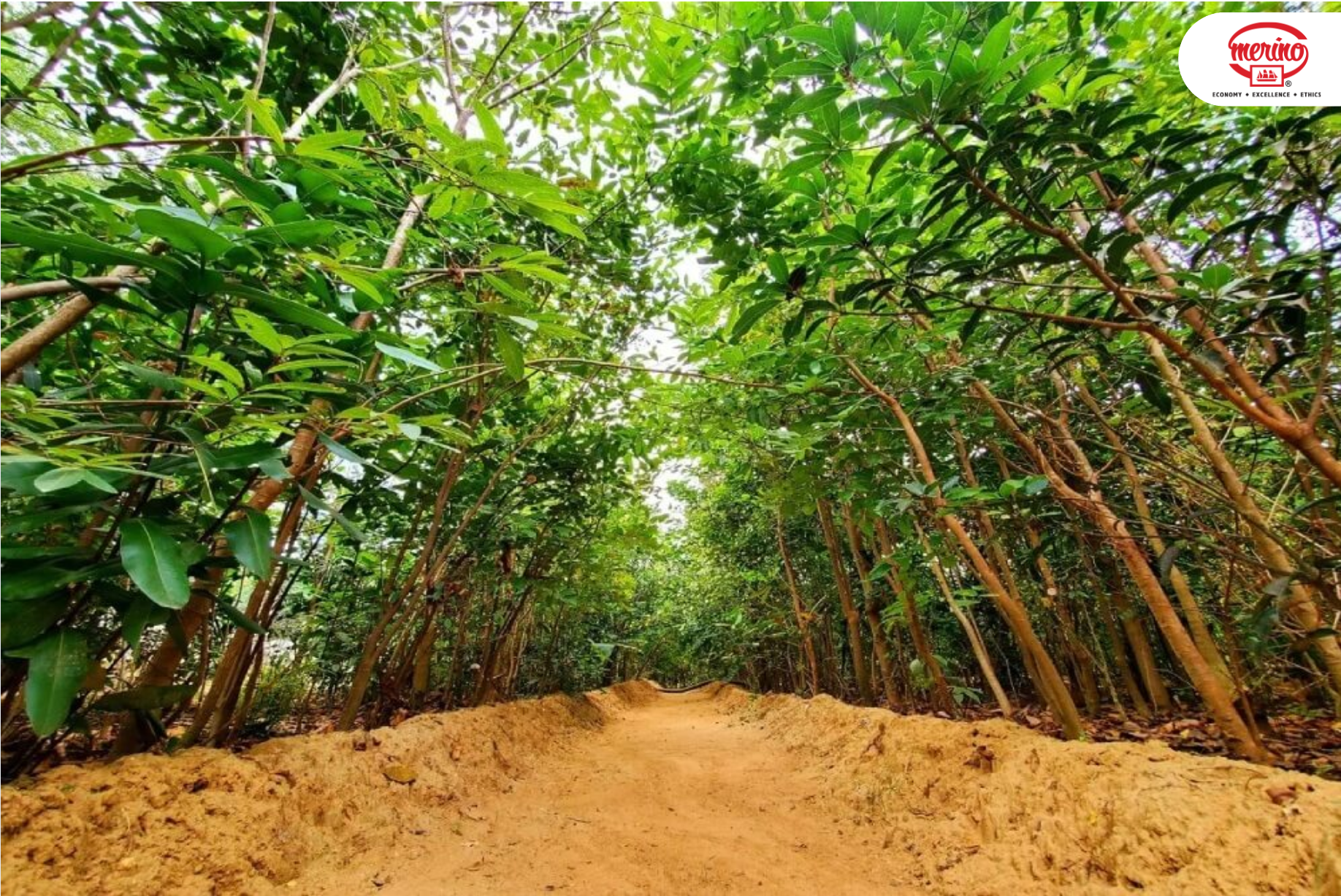 World Nature Conservation Day With Merino: Growing a Greener Tomorrow Through Responsible Manufacturing and Ecological Restoration