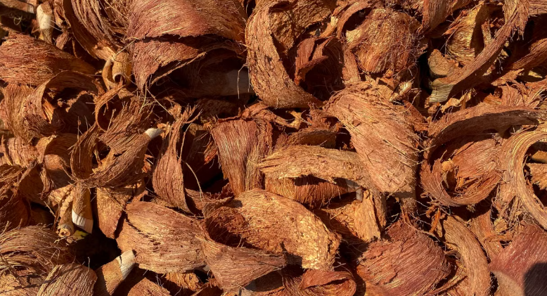 Coir Industry in India: How Coconut Waste Is Creating Rural Jobs and Green Businesses