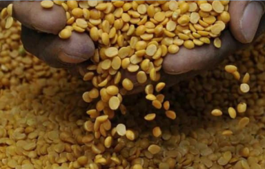 ICAR Unveils India’s First Complete Pigeonpea Genome, Paving the Way for Smarter Crop Breeding