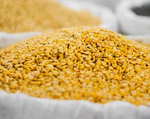 From Local Pulse to Global Product: Gulbarga Tur Dal Export Opens New Business Opportunities