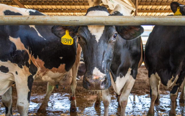 Tamil Nadu to Add 22,500 Milch Cows to Boost Small Dairy Farming