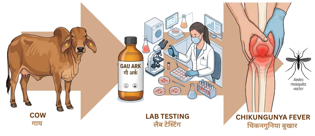 IIT Roorkee Scientists Discover Ayurvedic Cow Urine Distillate Compounds Against Chikungunya Virus