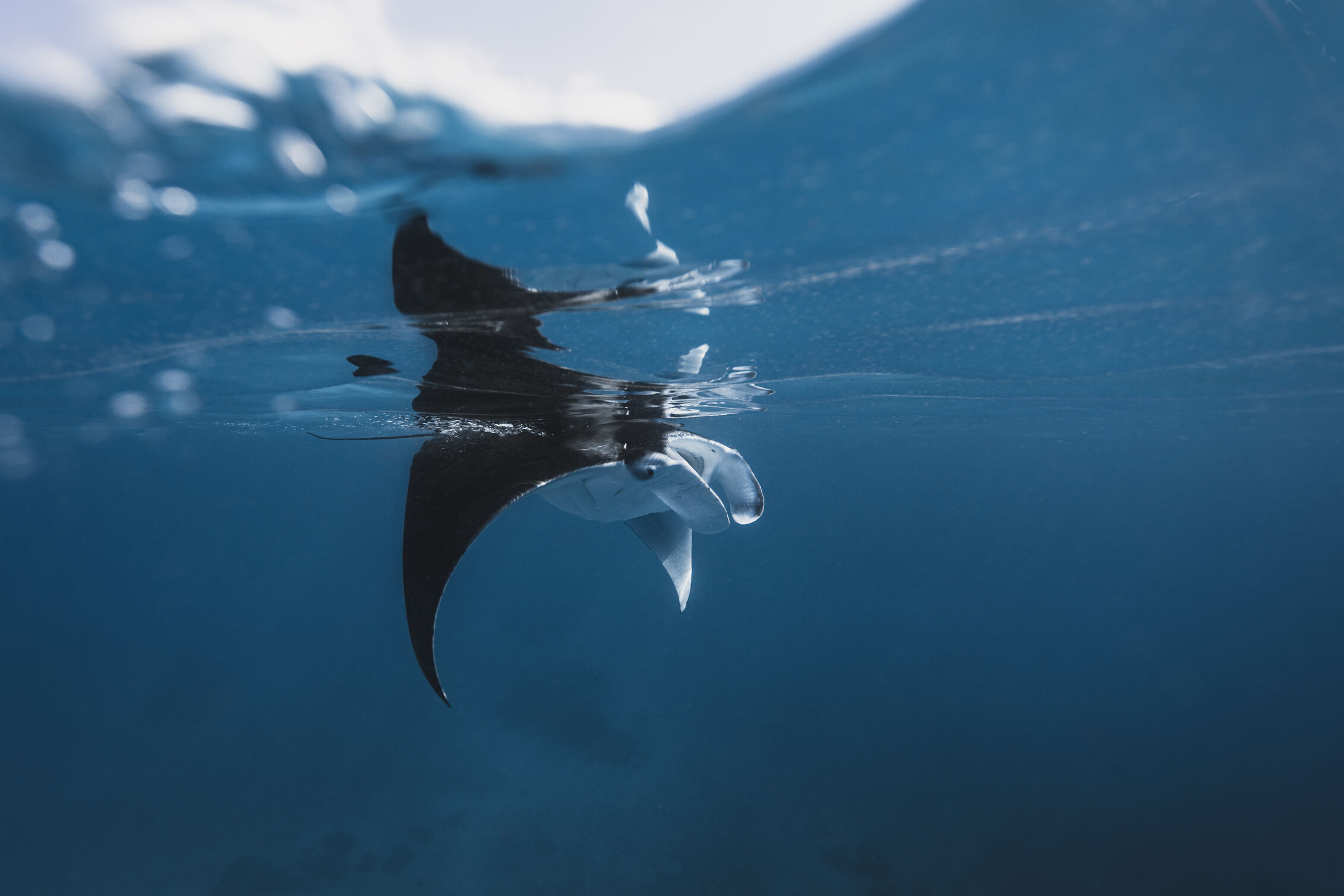 Beneath the Turquoise: Experience the Maldives in Manta Ray Season at BeKind Hotels & Resorts