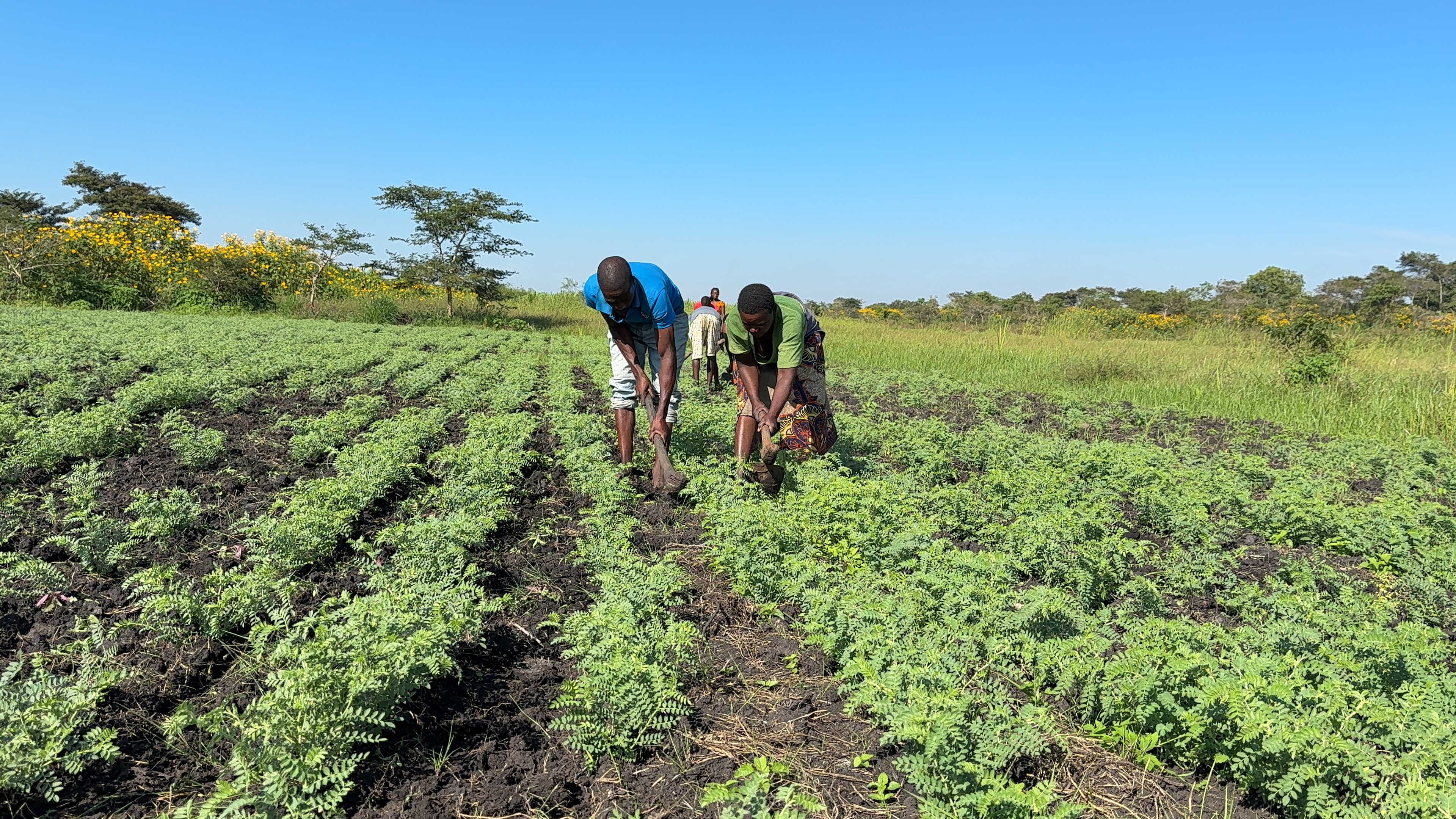 ICRISAT Expands Climate-Resilient Chickpea Production in Southern Africa Amid Rising Market Demand