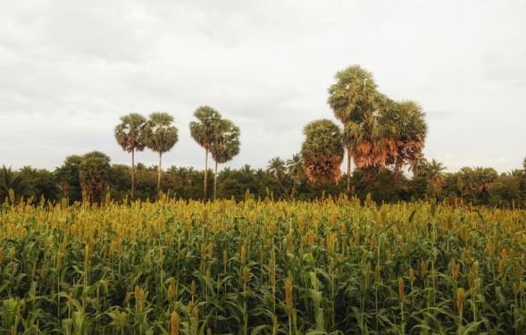 India's Millets Revival and the Business Potential of Traditional Crops