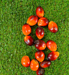 Malaysian Palm Oil Exports Slip as Indian Demand Cools in August