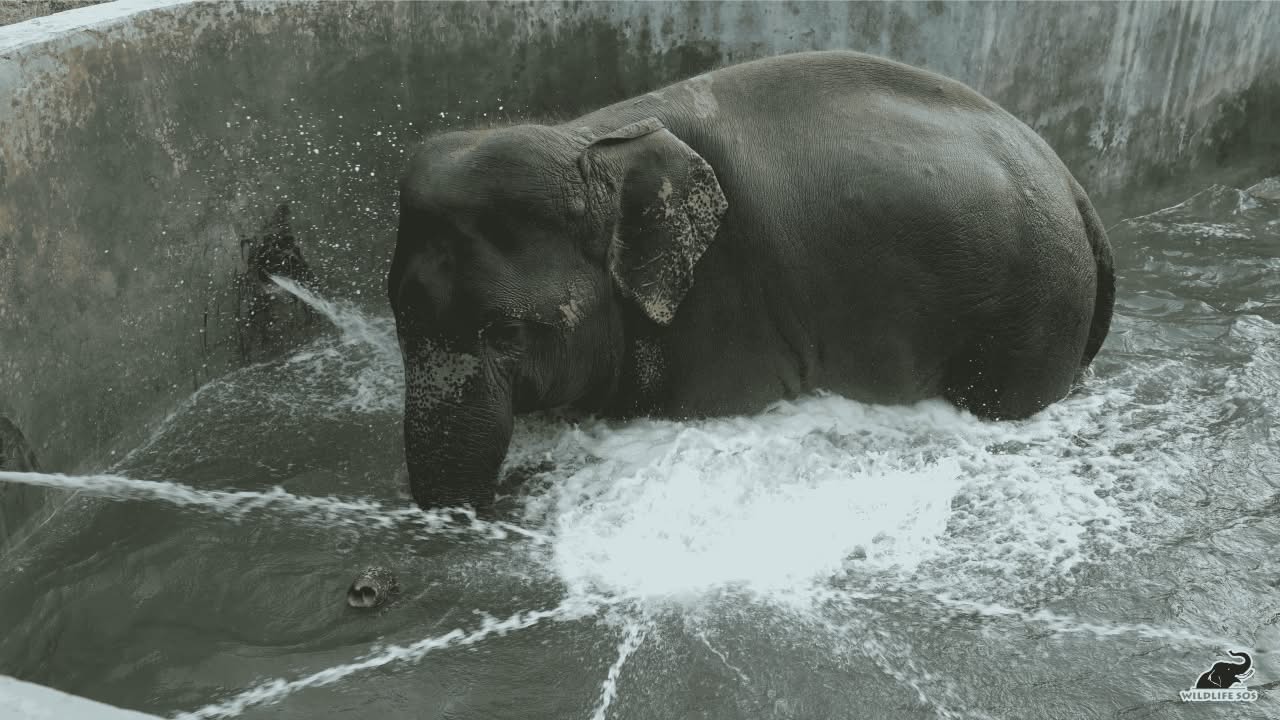 India’s First Specialised Elephant Hydrotherapy Pool Offers New Hope for Rescued Elephants Living with Chronic Pain