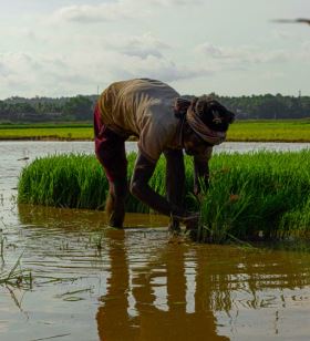 India's Agricultural Technology Revolution and the Challenges of Reaching Small Farmers
