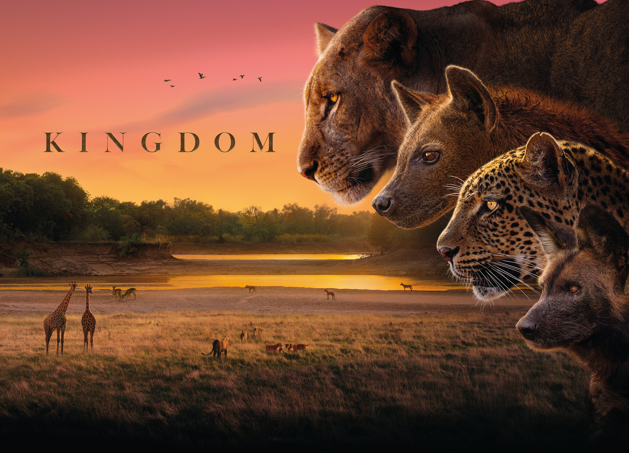 Sony BBC Earth unveils Zambia&rsquo;s untamed wild in the gripping wildlife drama &lsquo;Kingdom&rsquo; premiering 20th July