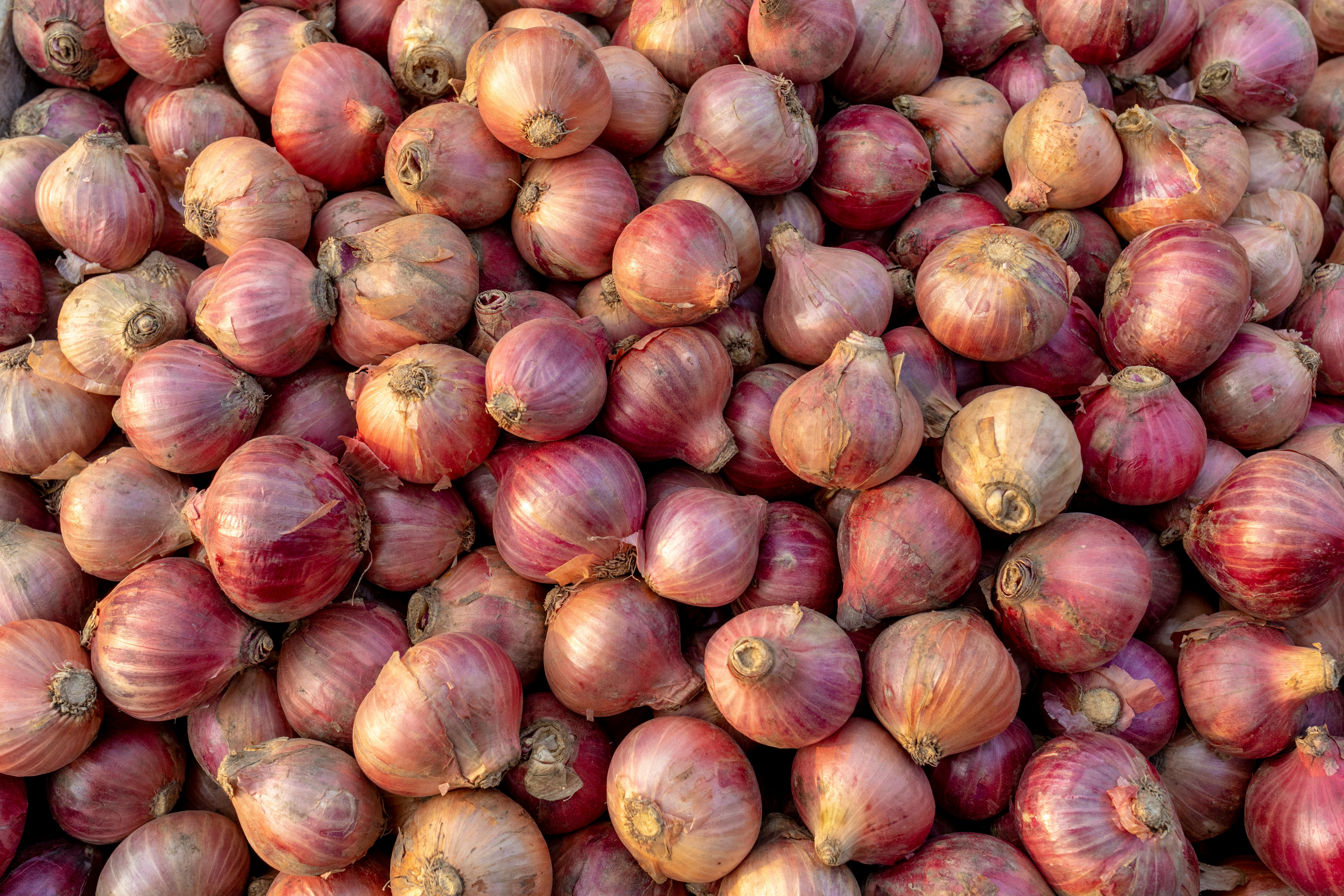 Iran Conflict Disrupts Exports, Onion Prices Fall Below Cost; Farmers Seek Urgent Support