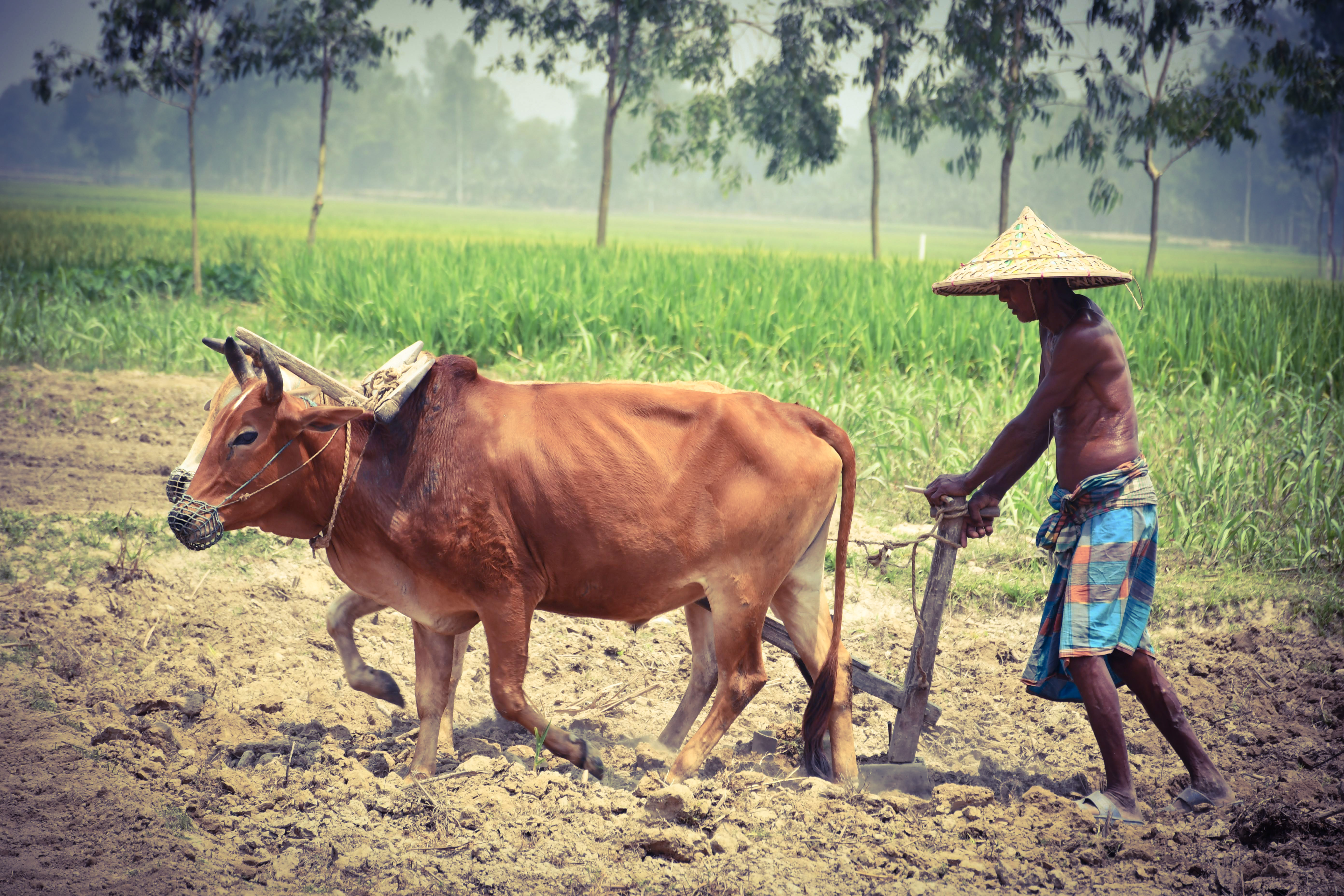 Akshaya Tritiya Marks Start of Farming Season in Odisha Amid Climate Concerns
