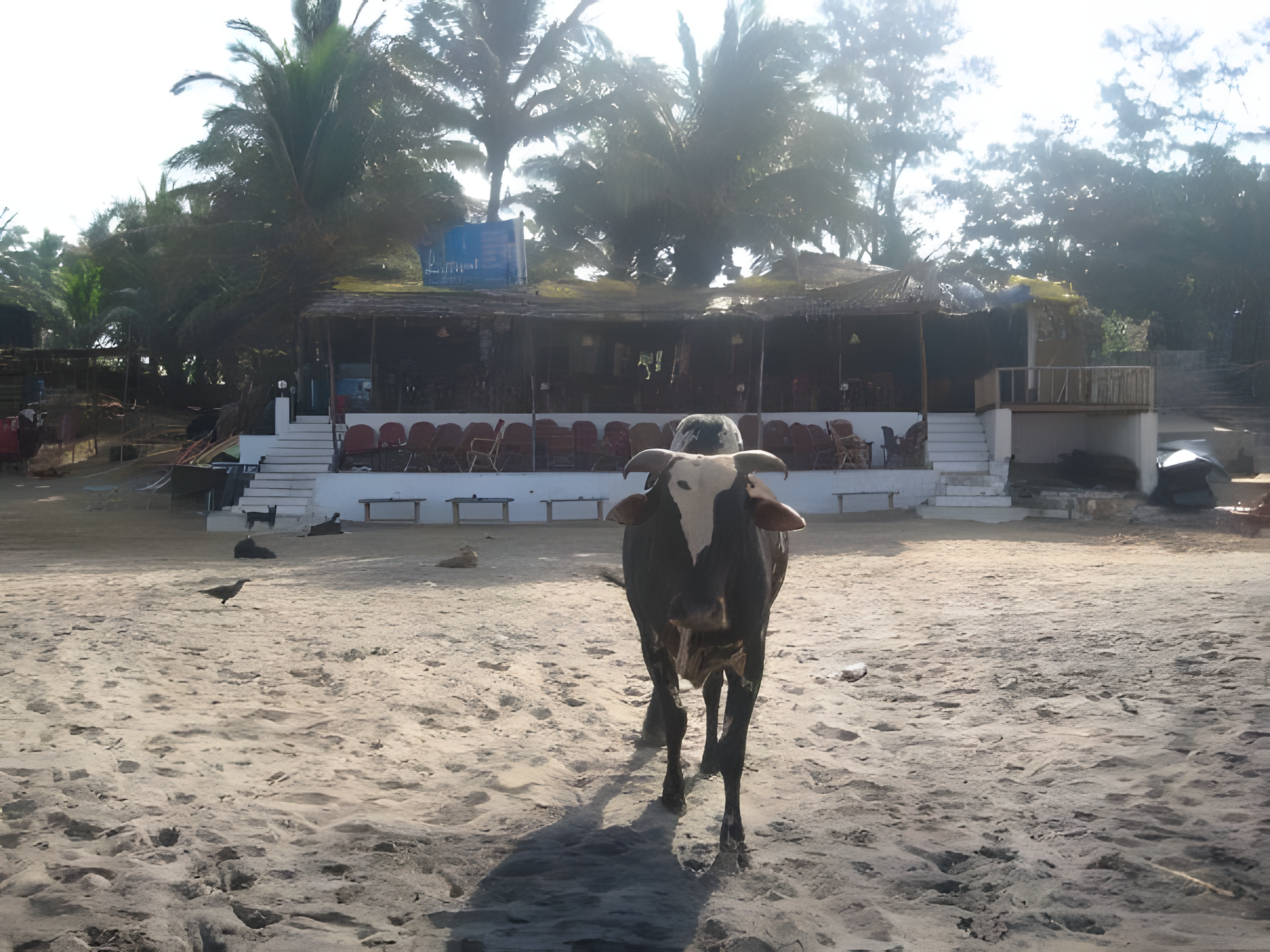 Caf&eacute; Lilliput at 40: The Beachfront Institution That Grew Alongside Goa&rsquo;s Nightlife Evolution