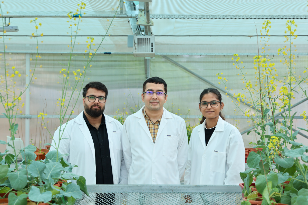 Media Pitch | Can a mustard plant&rsquo;s refusal to self-pollinate help India grow more of its own cooking oil?
