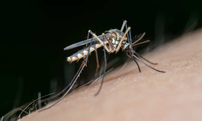 Gujarat&rsquo;s Health Drive Pays Off as Dengue, Malaria and Chikungunya Decline