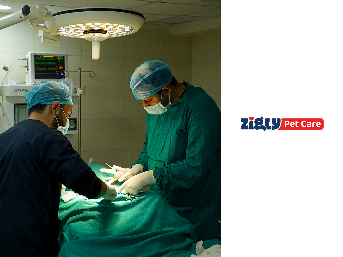Zigly Pet Care strengthens veterinary care footprint with acquisition of leading speciality veterinary clinic in Mumbai