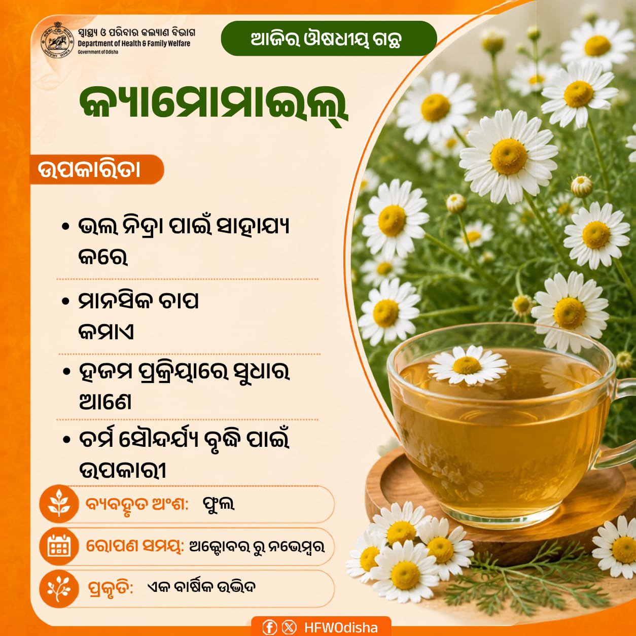 Chamomile Gains Attention for Its Health and Wellness Benefits