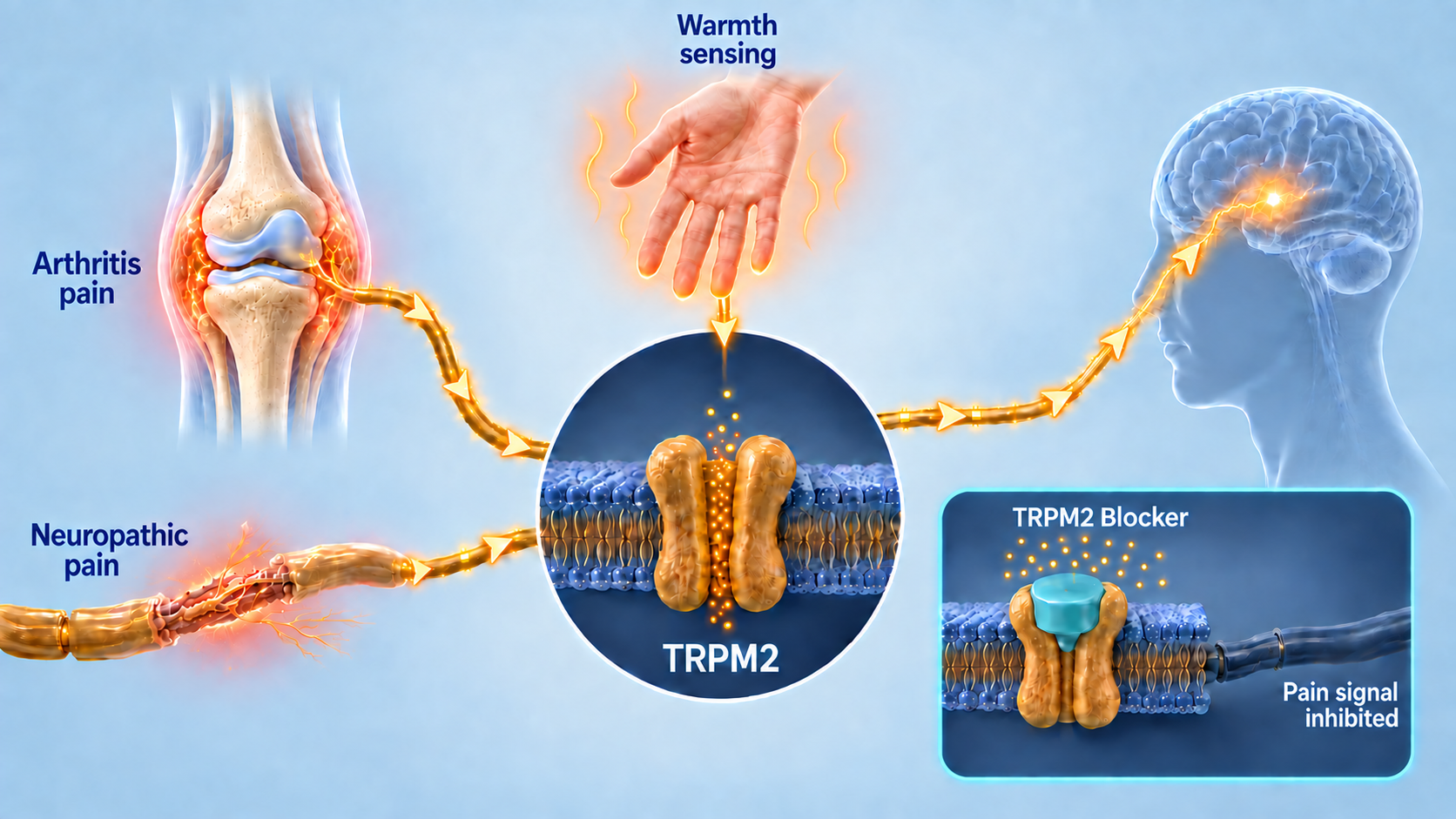 University of Warwick's research suggests body's warmth sensor discovered as chronic pain switch