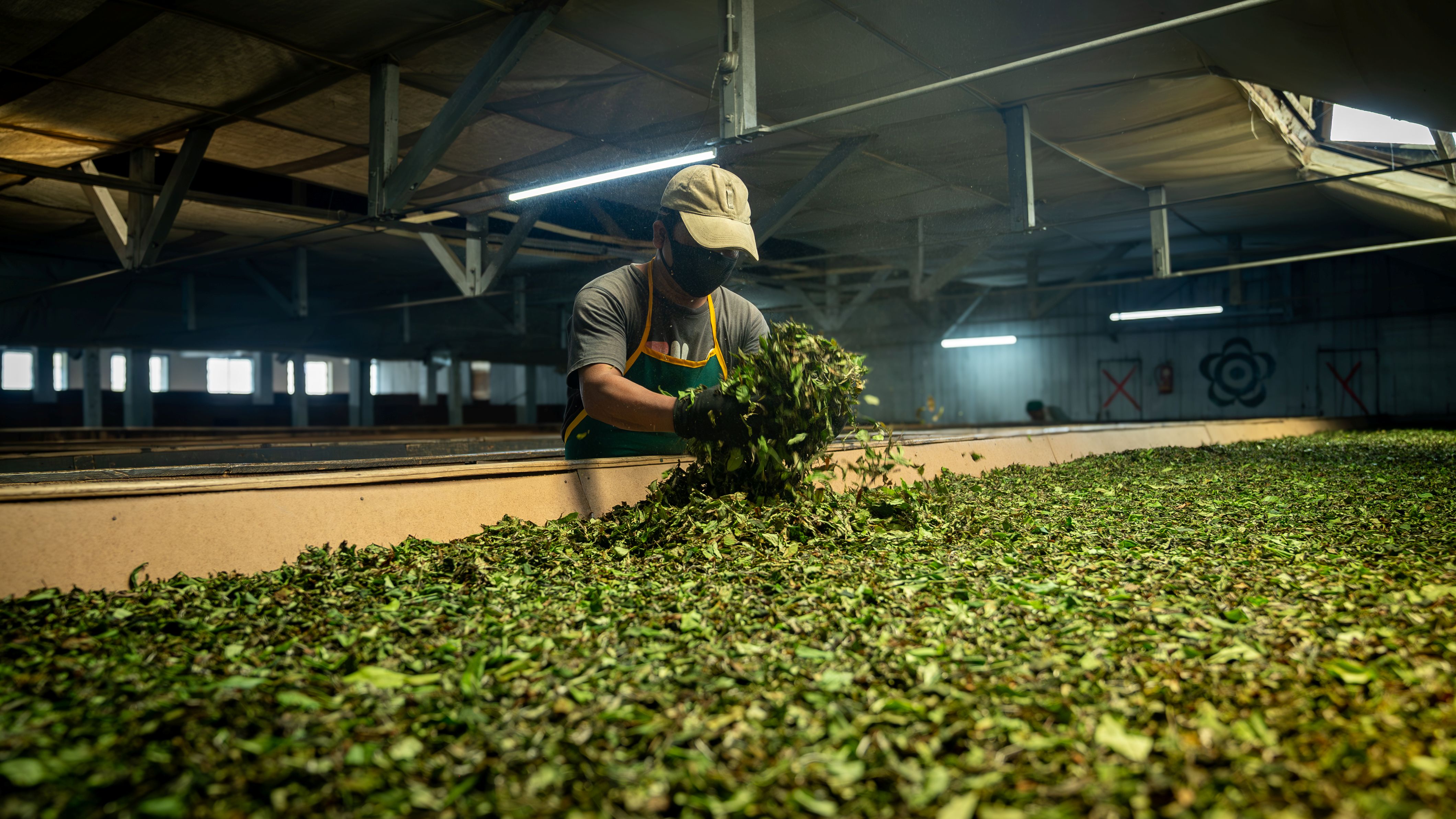 The First Flush has arrived: Makaibari's 2026 harvest- one of the finest in recent memory is now available in limited allocation