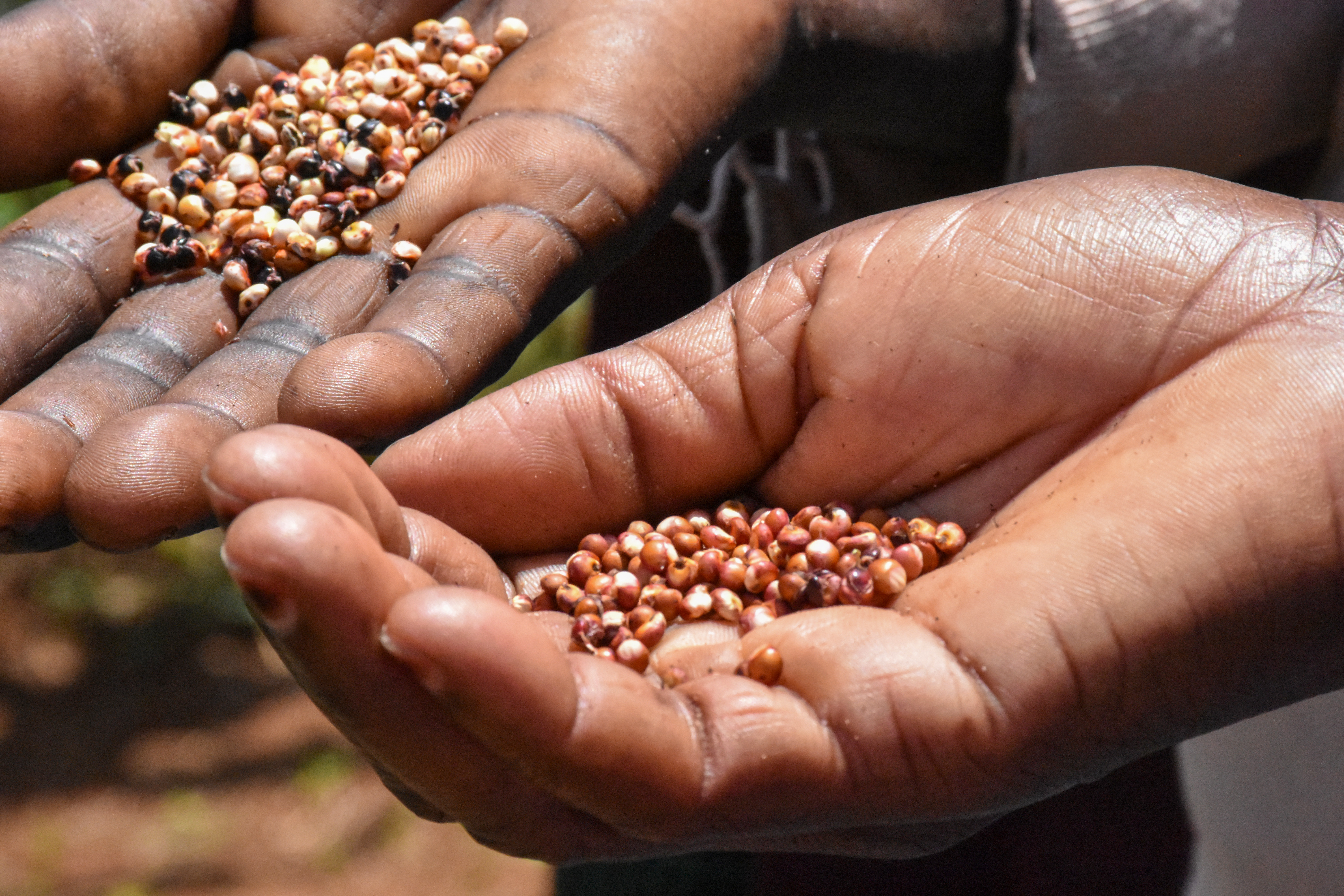 Opinion piece: From Crisis to Opportunity - How Agricultural Innovation Can Buffer the Global Shock of the Iran War