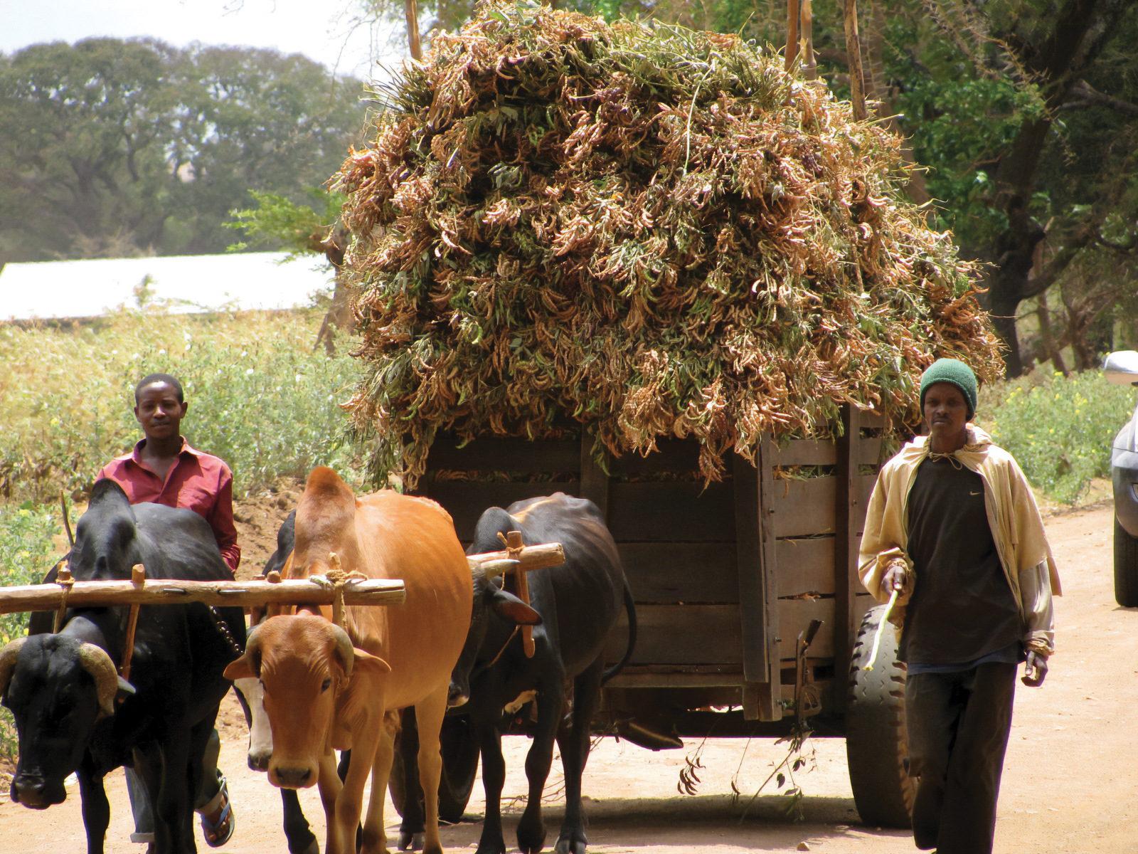 From Crisis to Opportunity: How Agricultural Innovation Can Buffer the Global Shock of the Iran War