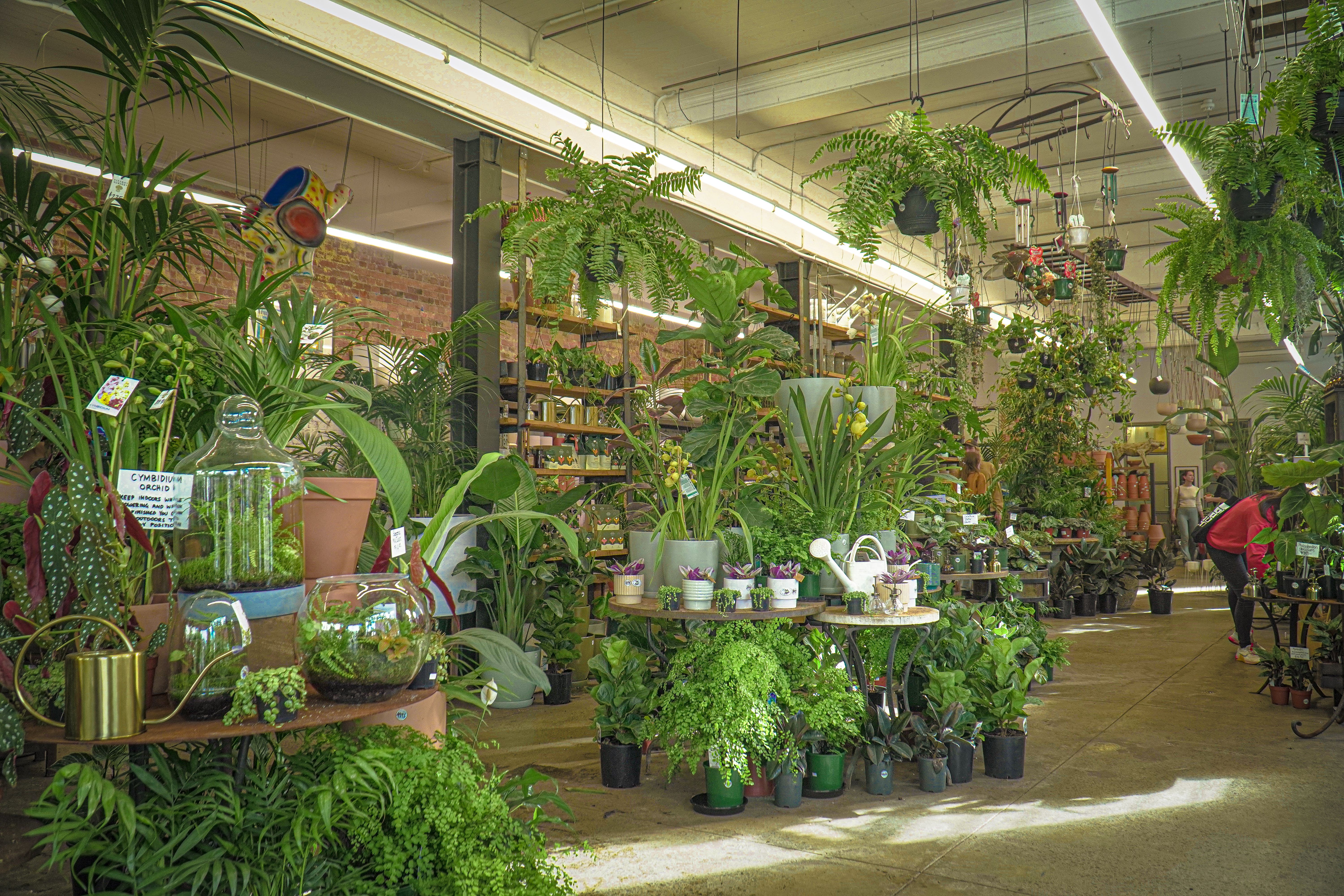 The Indoor Plant Economy Is Growing Beyond Garden Centres