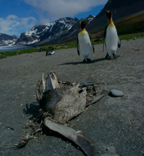 Australia Investigates Bird Deaths on King Island Amid H5 Flu Concerns