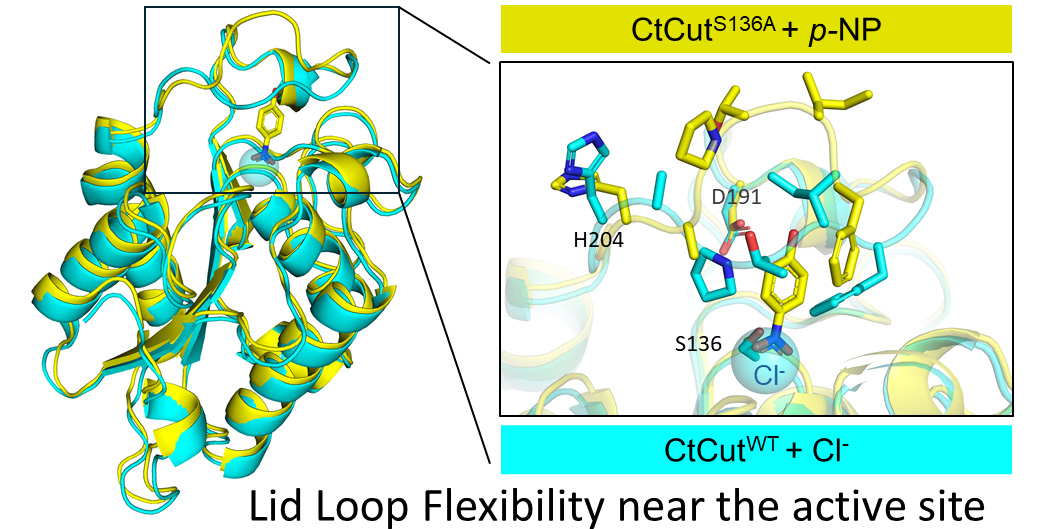 Heat-Resistant Enzyme Could Advance Plastic Recycling