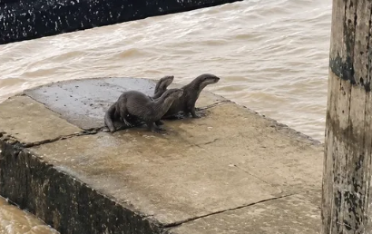 Flood Crisis Reaches Wildlife as Four Civets Get Trapped