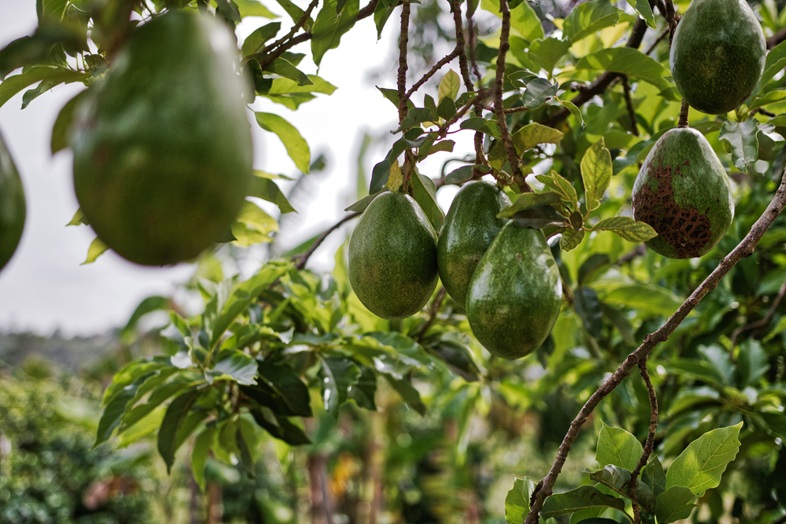Avocado Cultivation in India: Health Benefits, Growing Demand and Emerging Market Trends