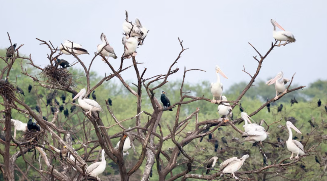 Bhitarkanika Welcomes Thousands of Birds as Annual Nesting Season Begins