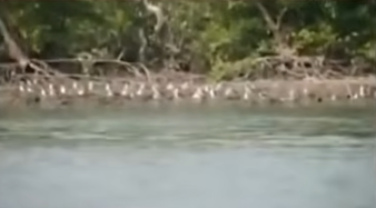 Forest Department Rescues 297 Birds in Bhograi Anti-Poaching Raid