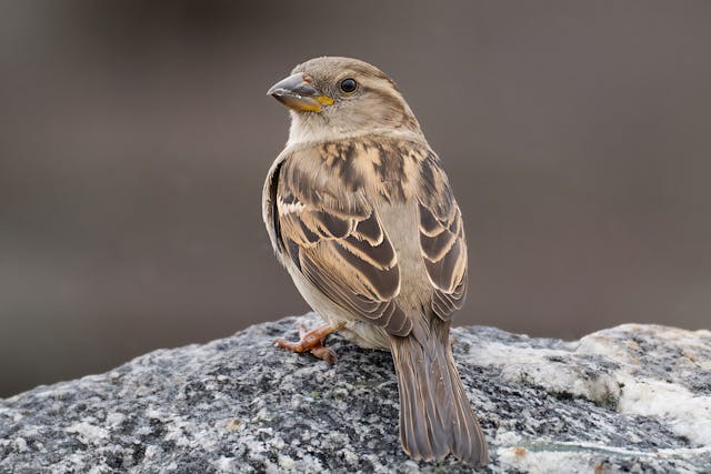 Odisha Records 83,576 House Sparrows in First Statewide Census
