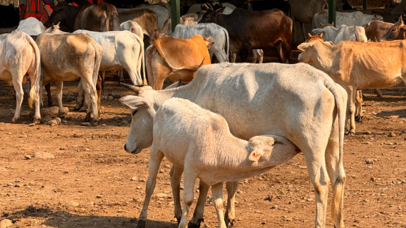 Odisha Brings Doorstep Artificial Insemination Service to Cattle Farmers