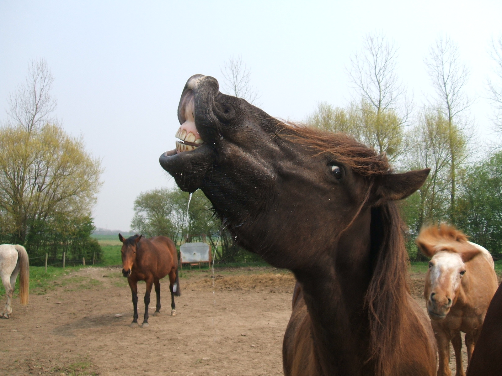 How we manage and engage with our horses shapes their personality