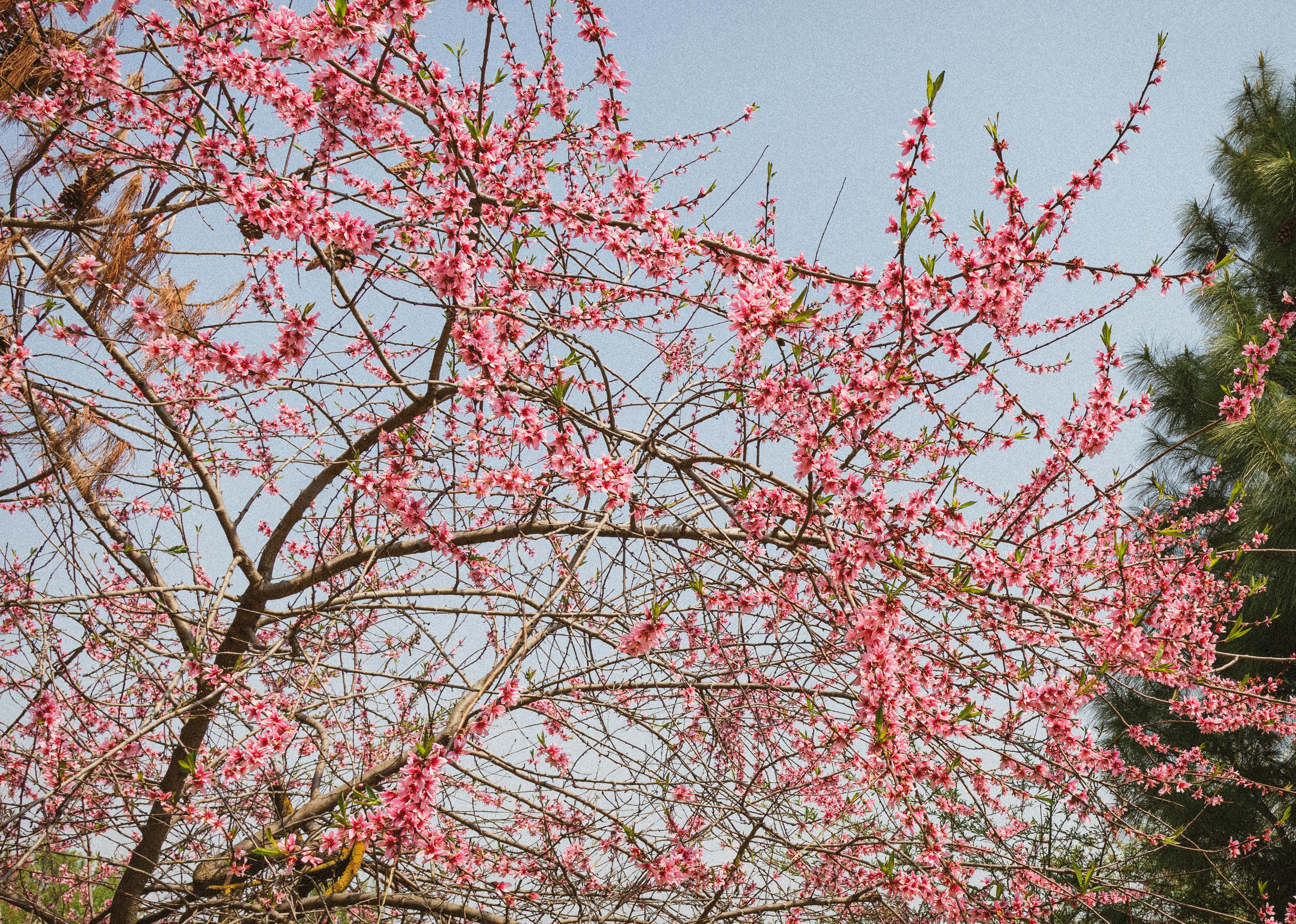 The Beauty of Spring: Embracing Nature's Awakening