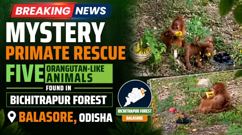 Mystery Primate Rescue in Balasore: Five Orangutan-Like Animals Found in Bichitrapur Forest