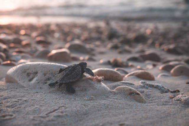 Nature&rsquo;s Annual Miracle Returns as Olive Ridley Hatchlings Emerge Along Odisha Coast
