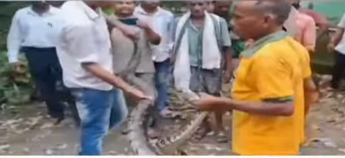 10-Foot Python Rescued from Odisha College Campus After Being Found Under Staircase