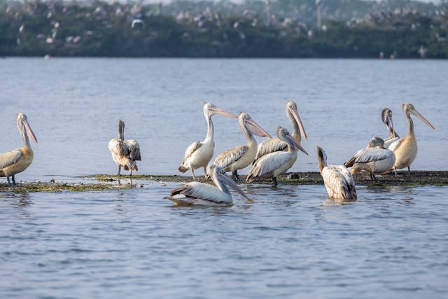 Chilika: The Jewel of Odisha