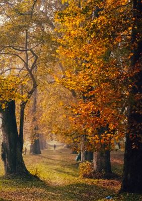 When Kashmir Turns Gold: Birds, Chinars and the Quiet Magic of Autumn