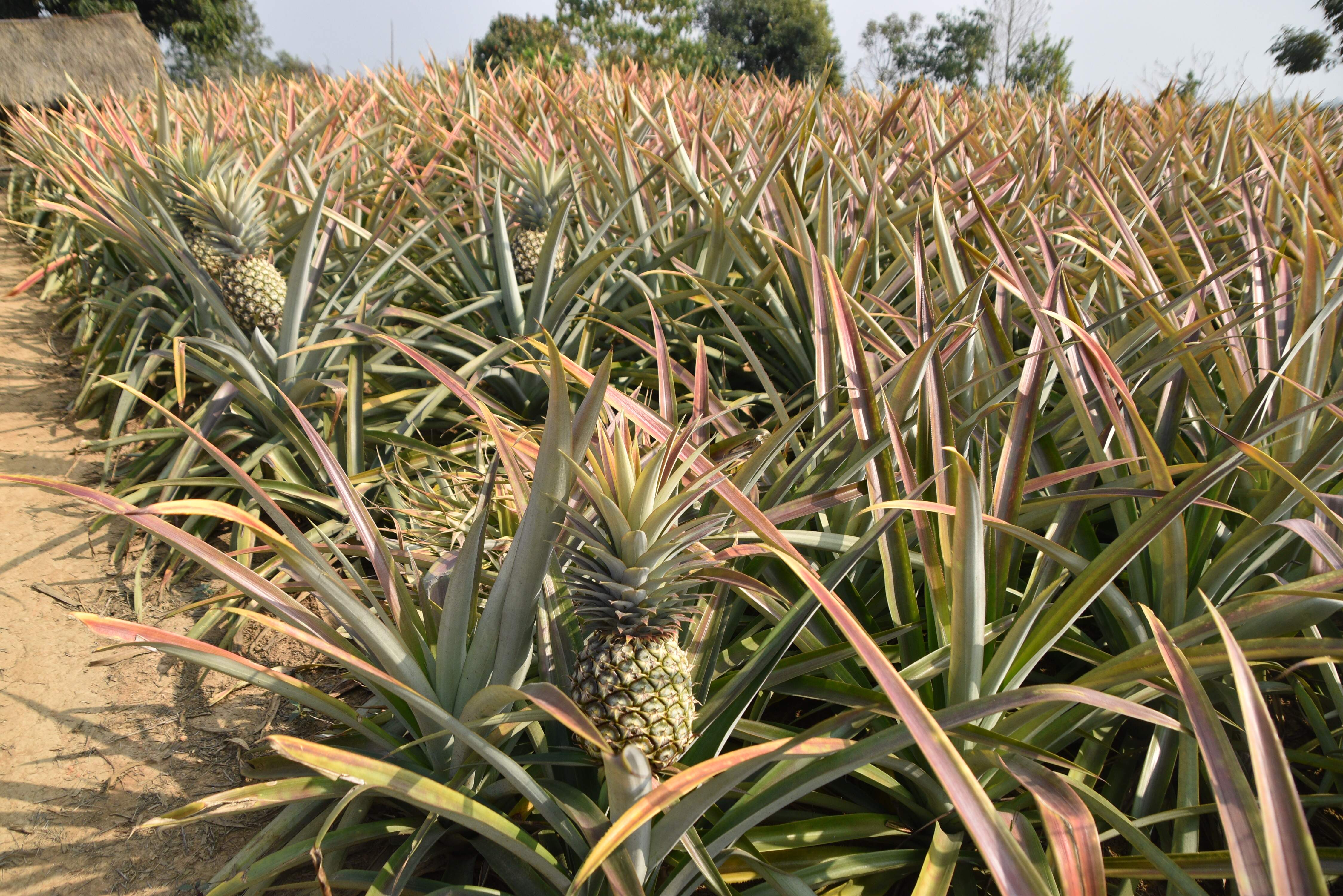 Nagaland University study highlights need for location-specific strategies to promote sustainable pineapple farming