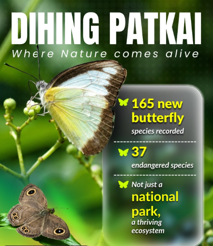 Dehing Patkai Emerges as Butterfly Haven, Home to 165 Species Including 37 Endangered Varieties