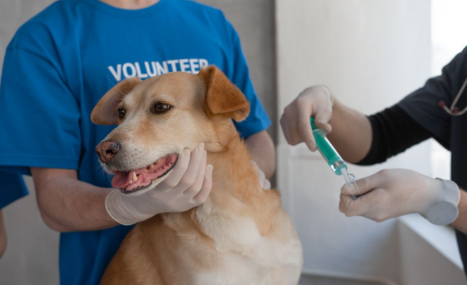 Two Lakh Stray Dogs to Receive Vaccines as Chennai Builds Safer Communities