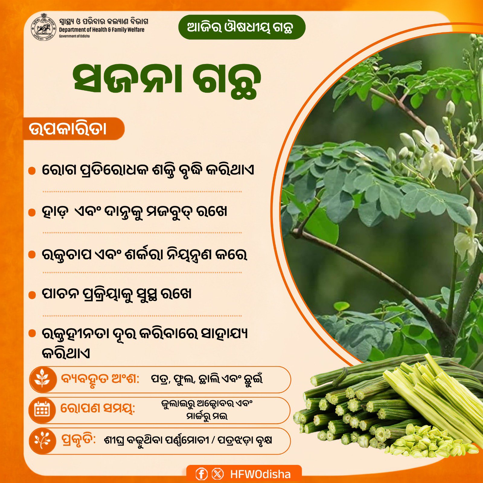 Moringa Recognised as a Nutrient-Rich Superfood with Multiple Health Benefits