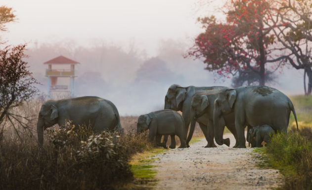 Odisha Installs Solar-Powered Sirens to Reduce Human-Elephant Conflict
