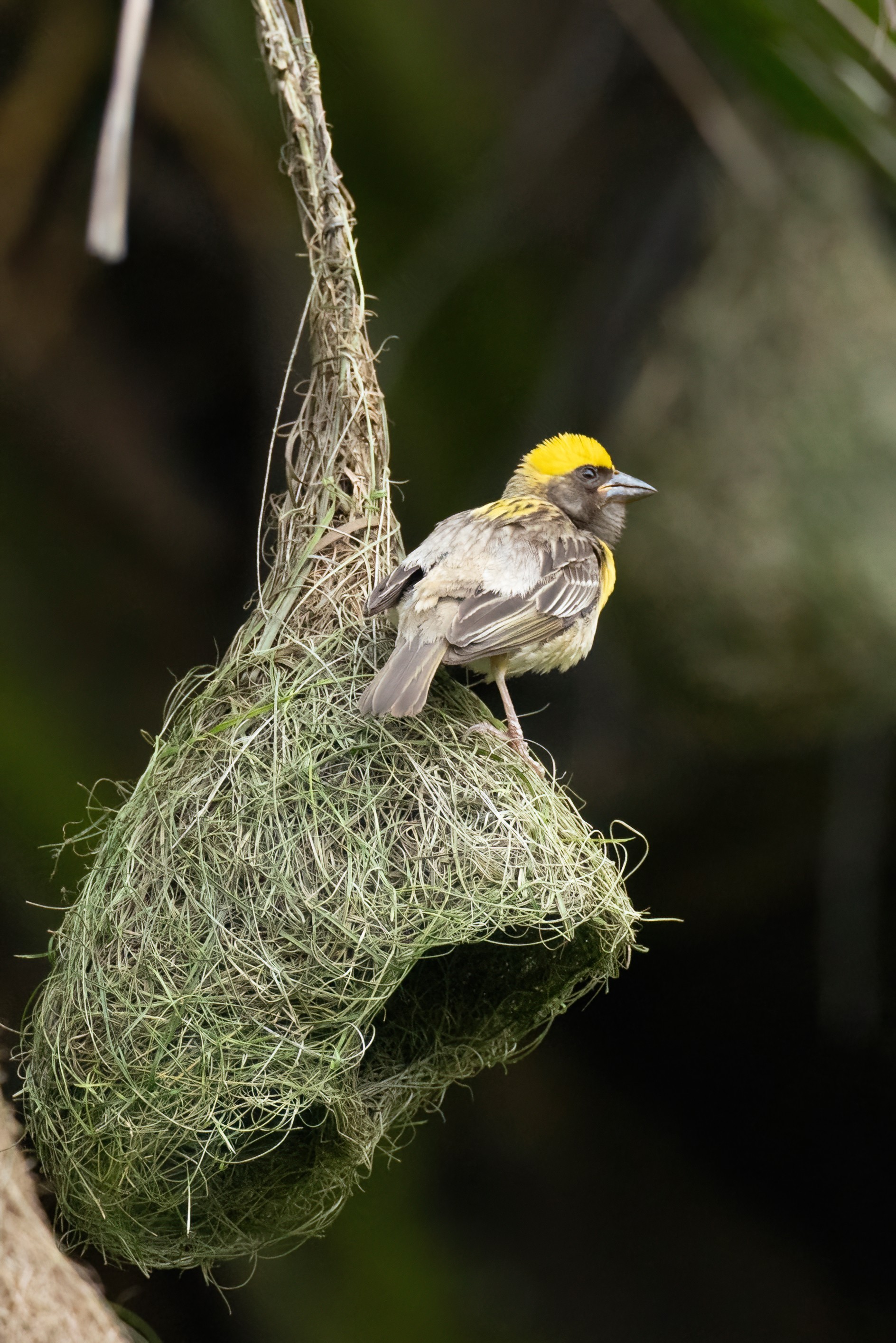 Godrej Enterprises Group strengthens biodiversity footprint with 19% rise in biodiversity index at its Vikhroli campus